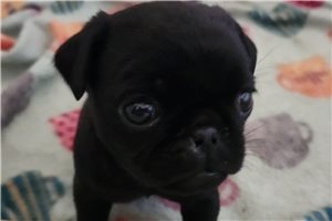 Freda - puppy for sale