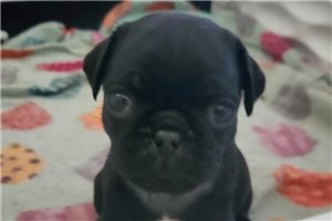 Freeman - puppy for sale