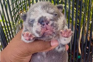 Coral | Puppies For Sale at Pawrade