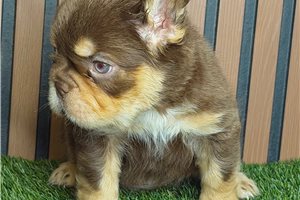 Alec - French Bulldog for sale