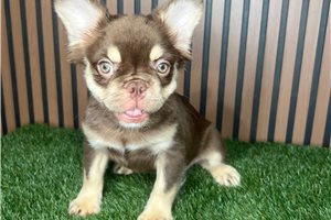 Aether - French Bulldog for sale
