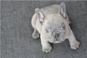 Kiara - French Bulldog for sale