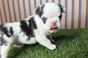 Hannah - puppy for sale