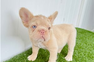 Precious - French Bulldog for sale