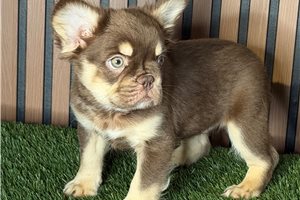 Aether - French Bulldog for sale