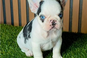 Hannah - French Bulldog for sale