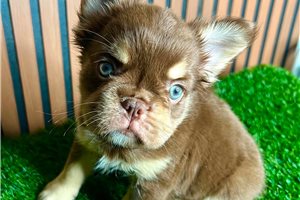 Aether - French Bulldog for sale