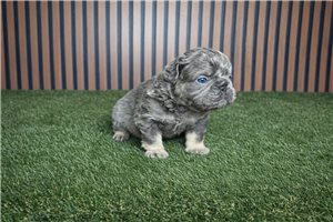 Henry - French Bulldog for sale