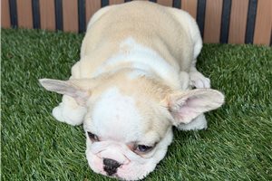 Harmony - French Bulldog for sale