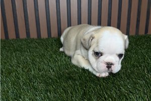 Harmony - puppy for sale