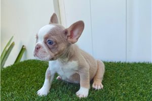 Anna - puppy for sale
