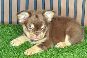 Aether - French Bulldog for sale