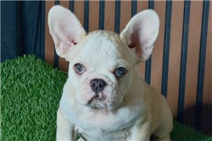 Harmony - French Bulldog for sale