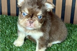Aether - French Bulldog for sale
