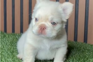 Aero - French Bulldog for sale