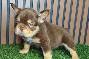 Alec - French Bulldog for sale