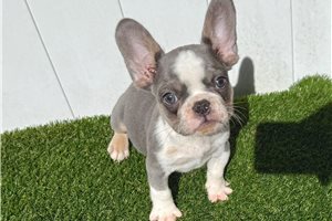 Jones - French Bulldog for sale