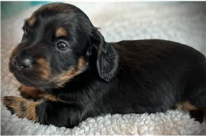 Emmanuel - puppy for sale