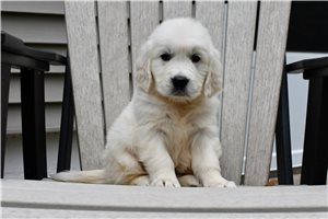 Hendrix | Puppies For Sale at Pawrade