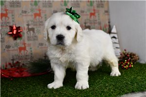 Tyra - puppy for sale