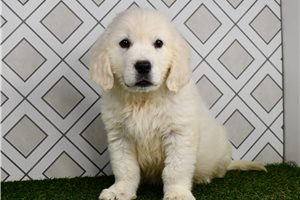 Trevor - English Golden Retriever for sale