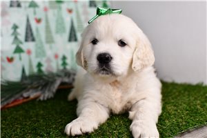 Timothy - English Golden Retriever for sale