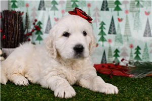 Thaddeus - English Golden Retriever for sale