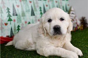 Tamara - English Golden Retriever for sale