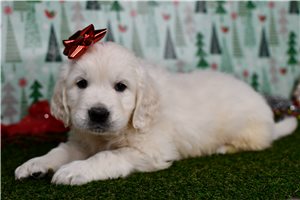Toby - English Golden Retriever for sale