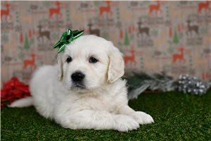 Tatiana - English Golden Retriever for sale