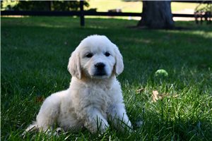 Iona - Golden Retriever for sale