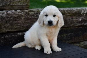 Indy - Golden Retriever for sale