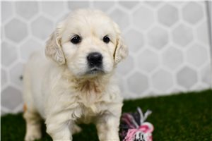 Helda - puppy for sale