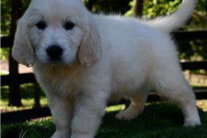 Isabella - Golden Retriever for sale