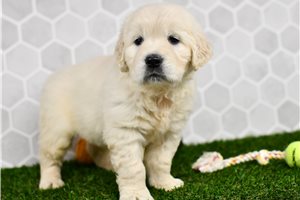 Isadora - puppy for sale