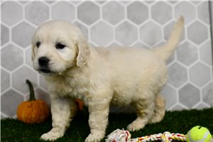 Iona - Golden Retriever for sale