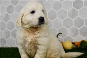Iziah - puppy for sale