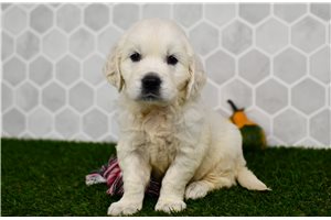 Helen - puppy for sale