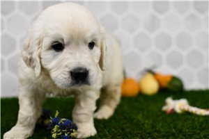 Indy - puppy for sale
