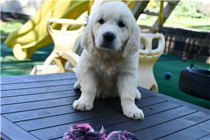 Helen - Golden Retriever for sale