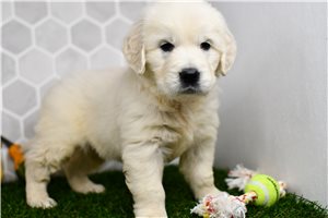 Isabella - Golden Retriever for sale