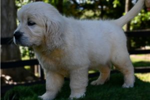 Isadora - Golden Retriever for sale