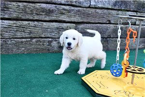 Helen - Golden Retriever for sale
