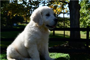 Indy - Golden Retriever for sale
