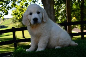 Isabella - Golden Retriever, placed in South Bend / Michiana