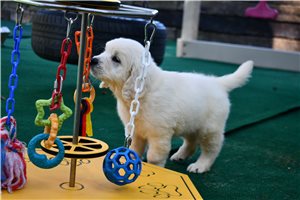 Indy - Golden Retriever for sale