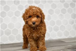Johnny - Goldendoodle, Mini for sale