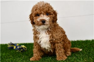 Harrietta - puppy for sale