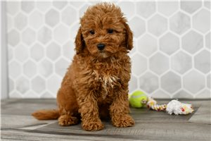 Heaven - Goldendoodle, Mini for sale