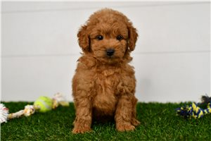Herald - Goldendoodle, Mini for sale